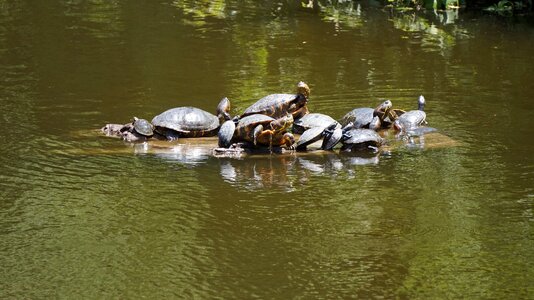 Turtles reptiles water animal
