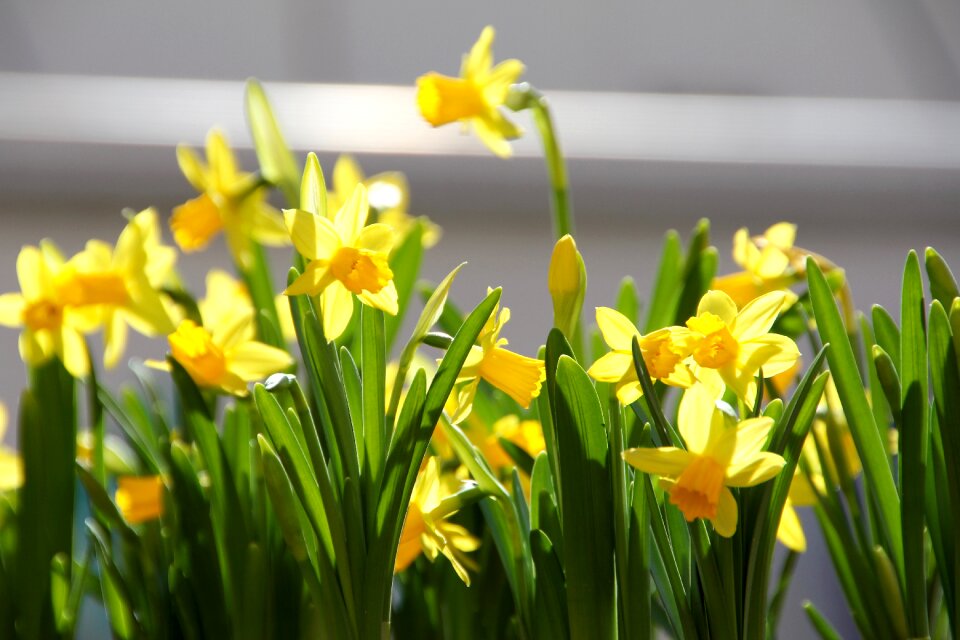 Yellow flower box cowslip