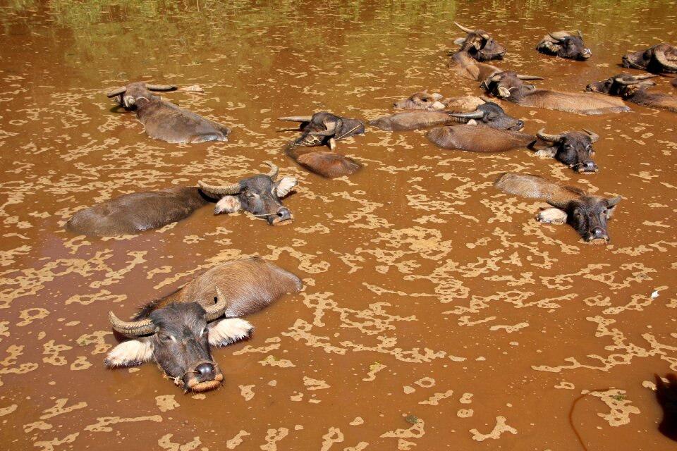 Bull buffalo cattle
