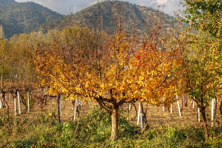 Autumn sadness leaves