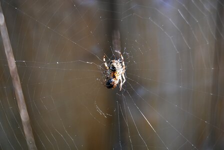 Spider web insect arachnids photo