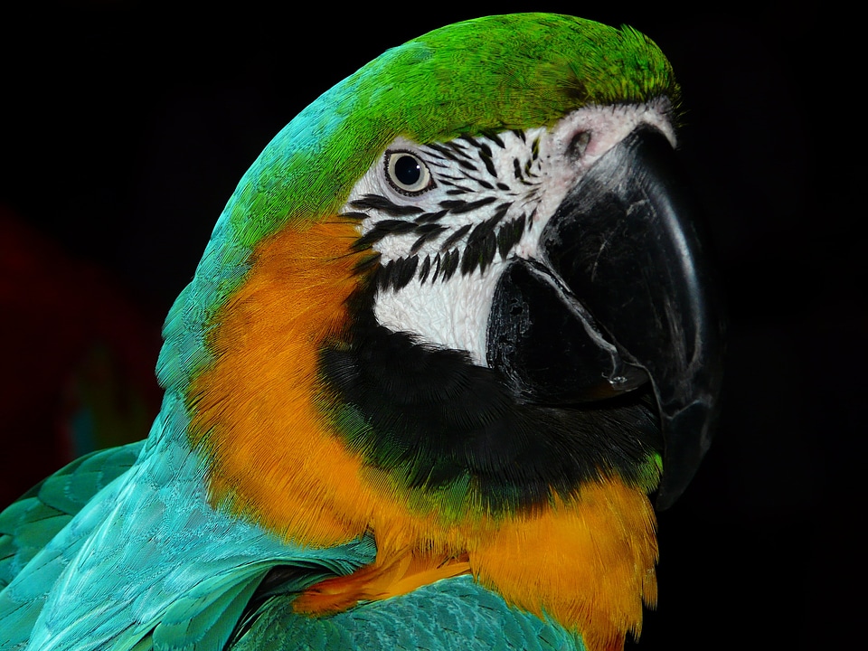 Colorful plumage feather