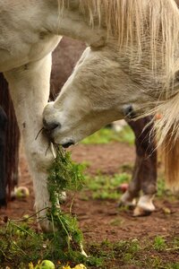 Carrot carrots eat