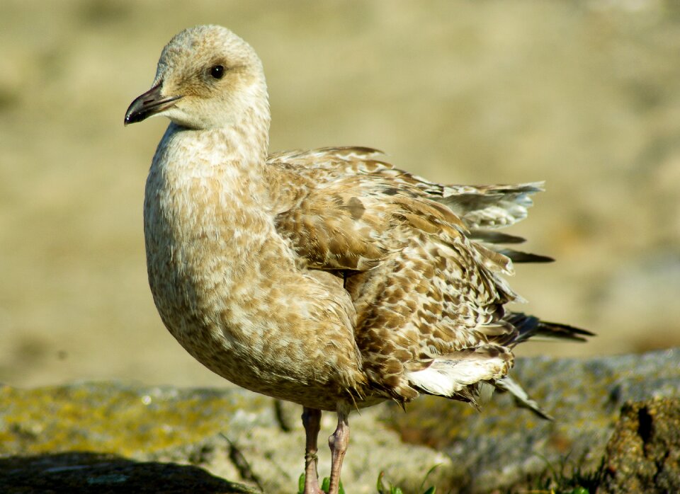 Seagull feathers sea ​​bird