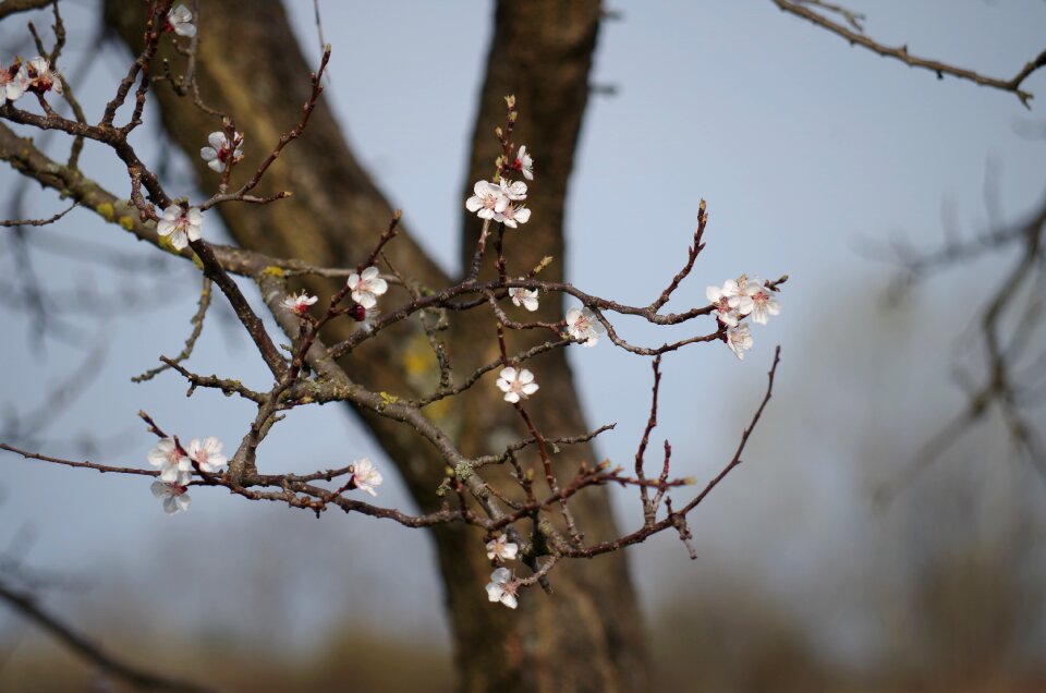 Florets small branch