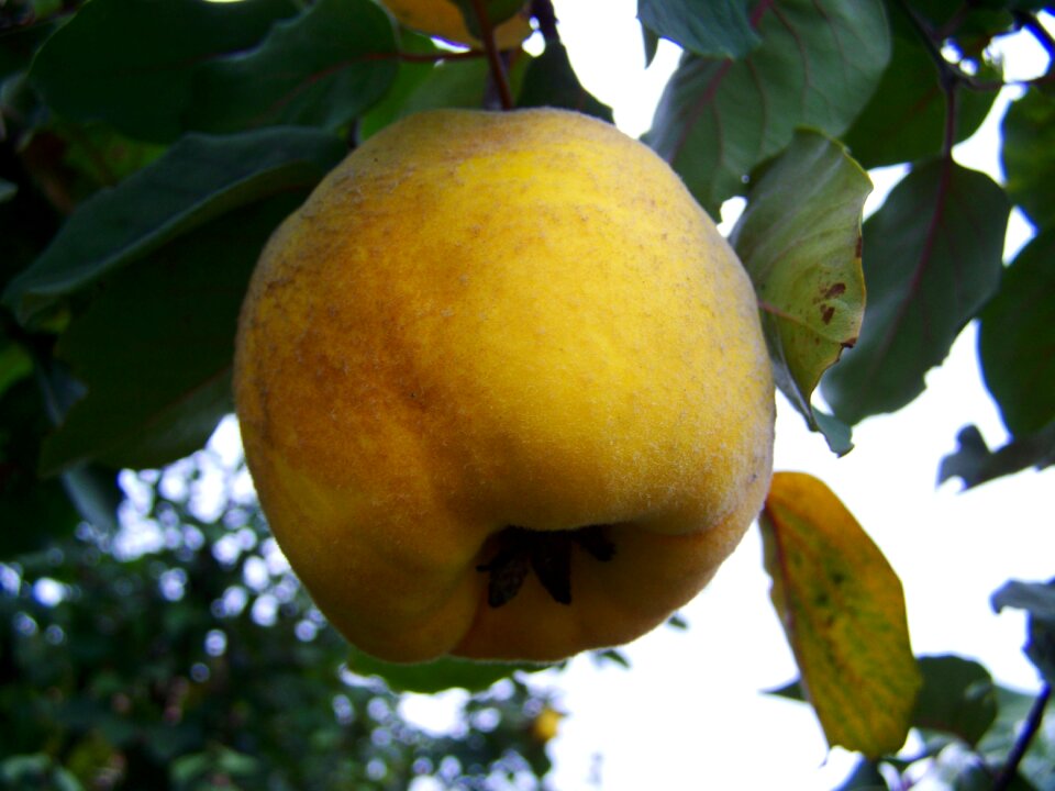 Quince yellow fruit fall harvest