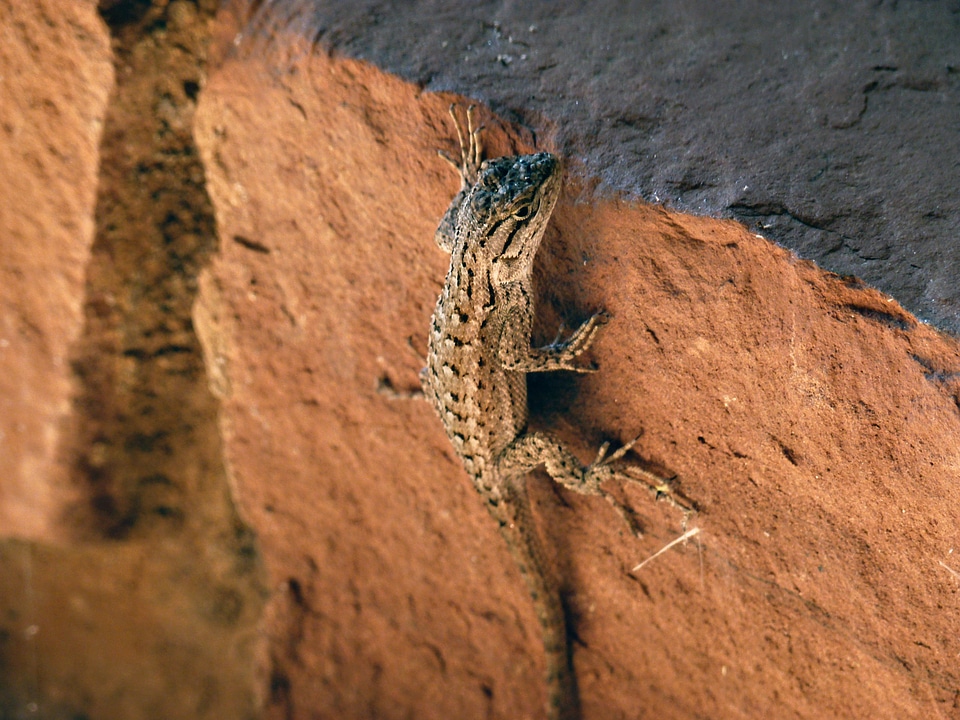 Scale reptile nature