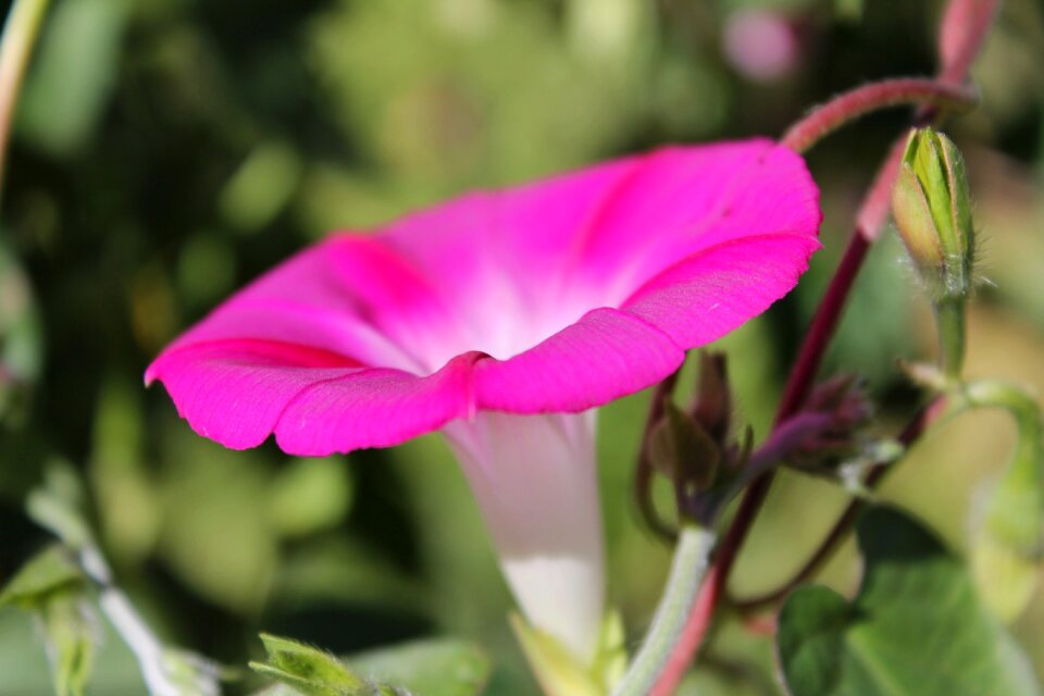 Nature summer floral