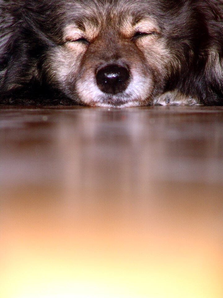 Fur pet dog head