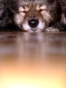 Fur pet dog head photo