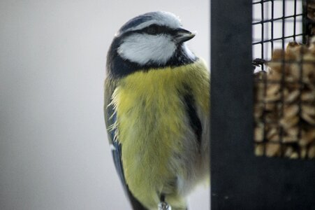 Bird seed feeding