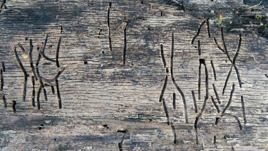 Nature structure dry wood