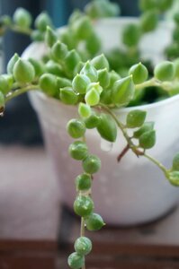 Green the fleshy small fresh