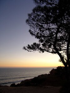 Evening tree silhouette photo