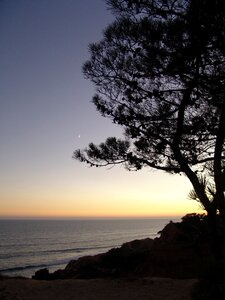 Evening tree silhouette