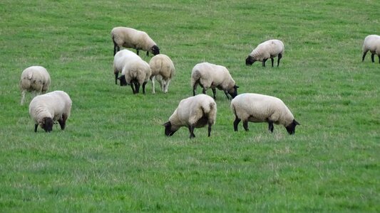 Livestock countryside grazing