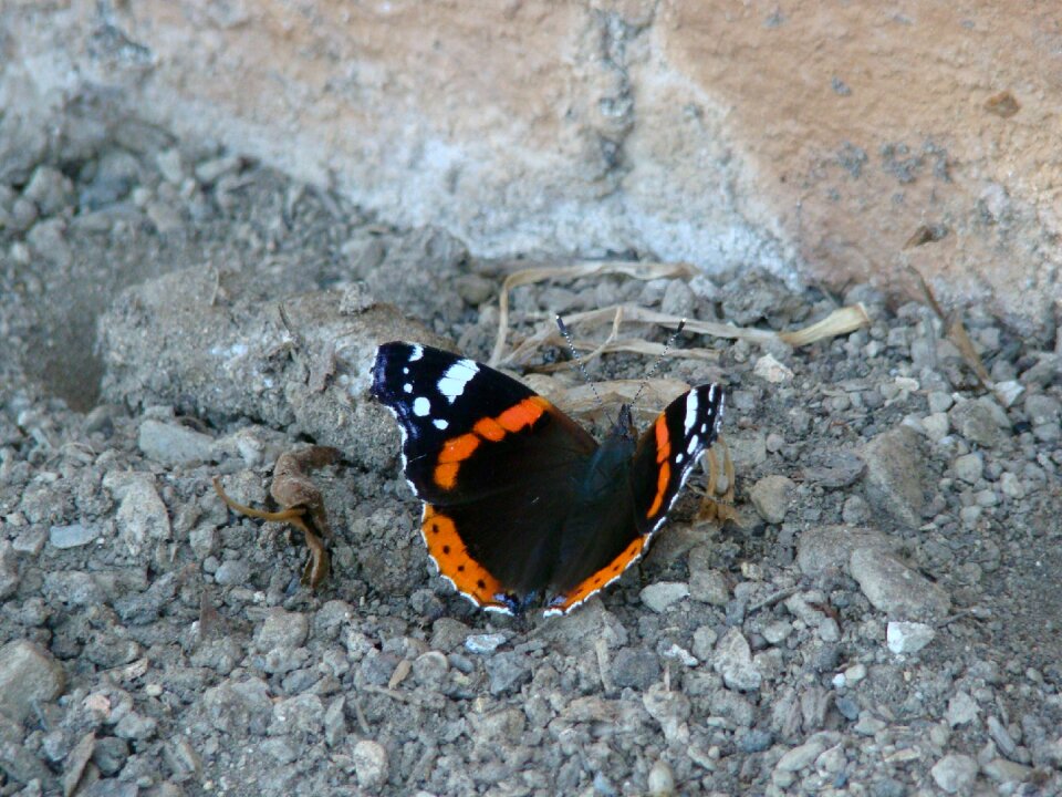 Nature insect animal