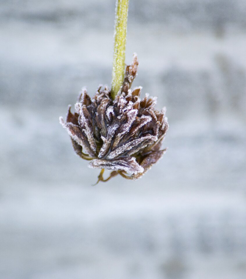 Nature dried flower winter