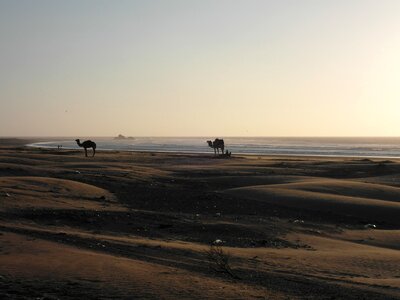 Camels morocco essaouira photo