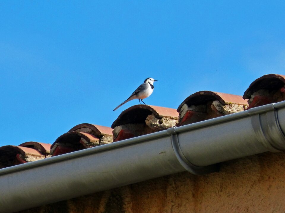 Pastorella bird roof