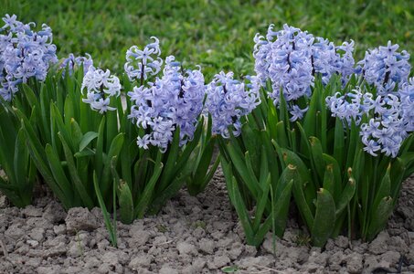 Spring purple blue