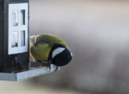 Bird seed feeding