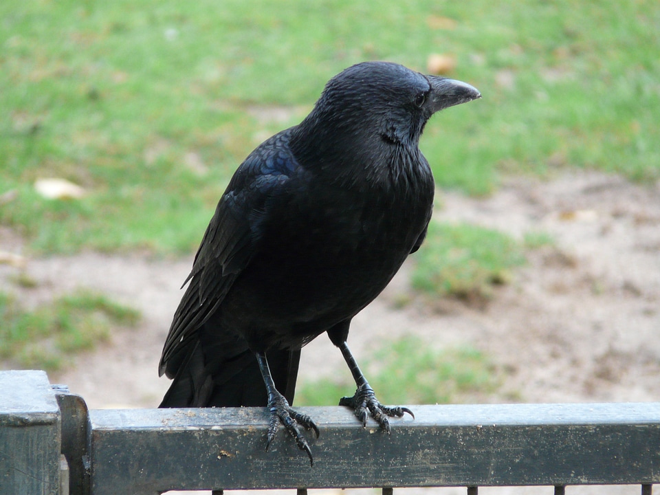 Raven bird songbird corvidae