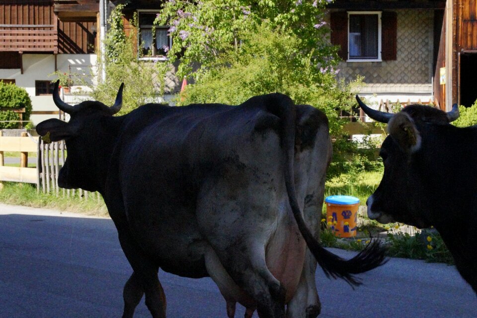 Way home allgäu farm