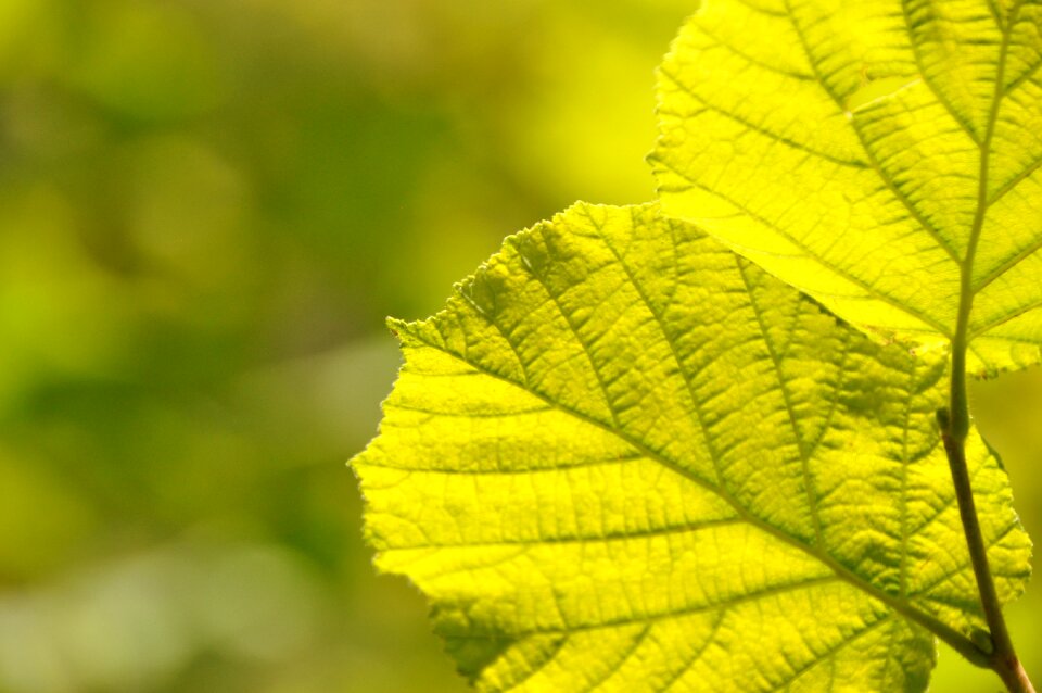 Of course close up background