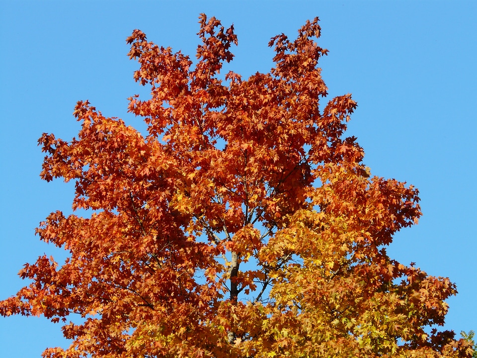 Coloring autumn forest fall leaves