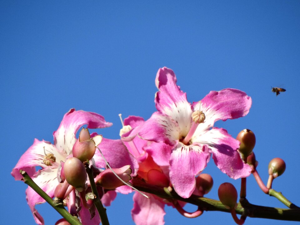 Color pink flower paineira pink