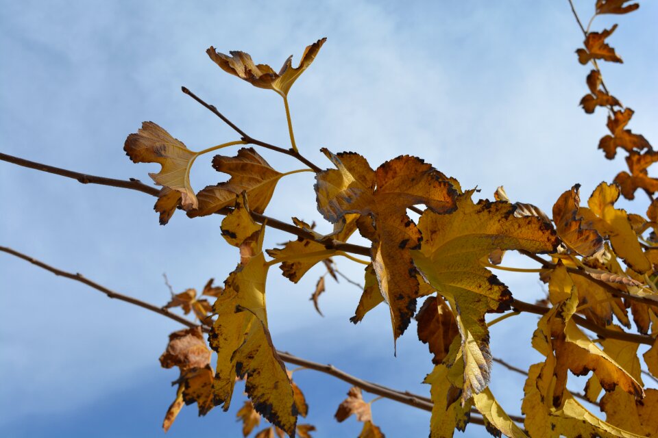 Vegetation grape nature