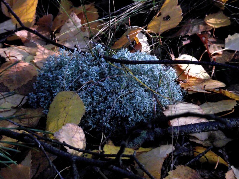 Mosses forest fleece