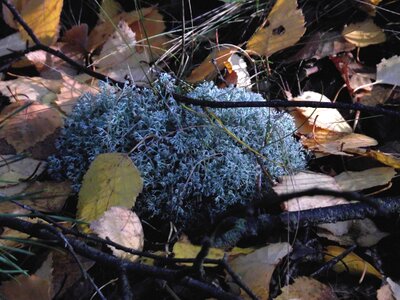 Mosses forest fleece