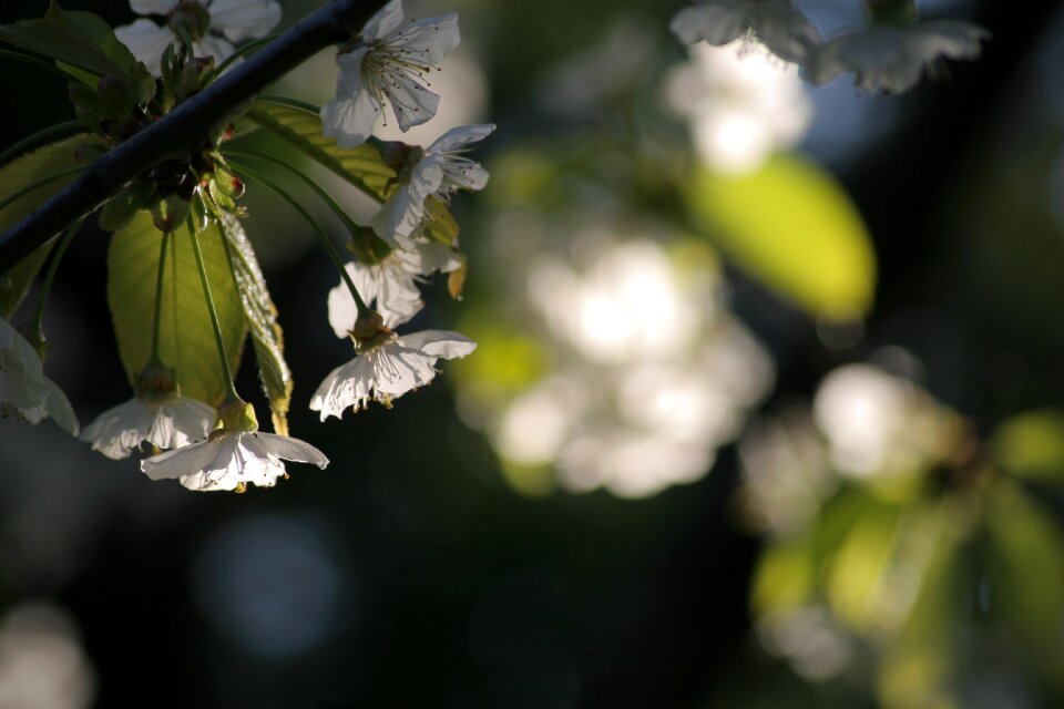 Cherry-blossom light spring