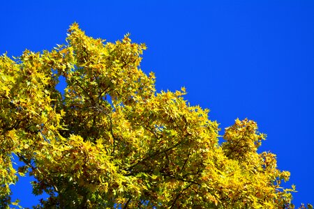 Fall yellow fall trees