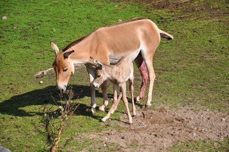 Hage foal wobbly photo