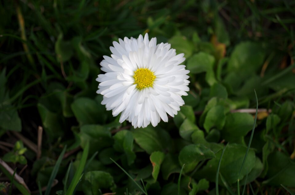 Flower white spring