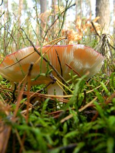Autumn mushrooms litter photo