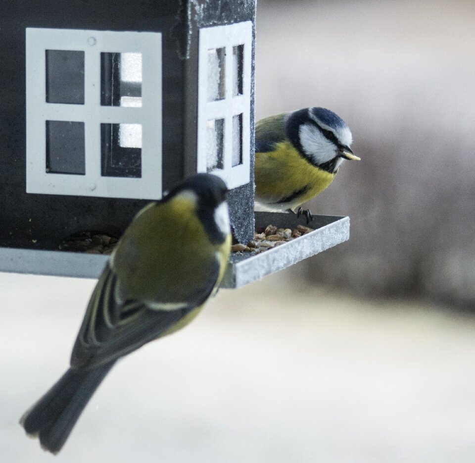 Bird seed feeding