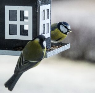 Bird seed feeding photo