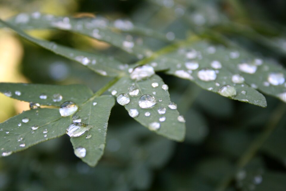 Drop of water plant raindrop