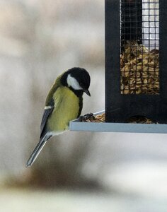 Bird seed feeding