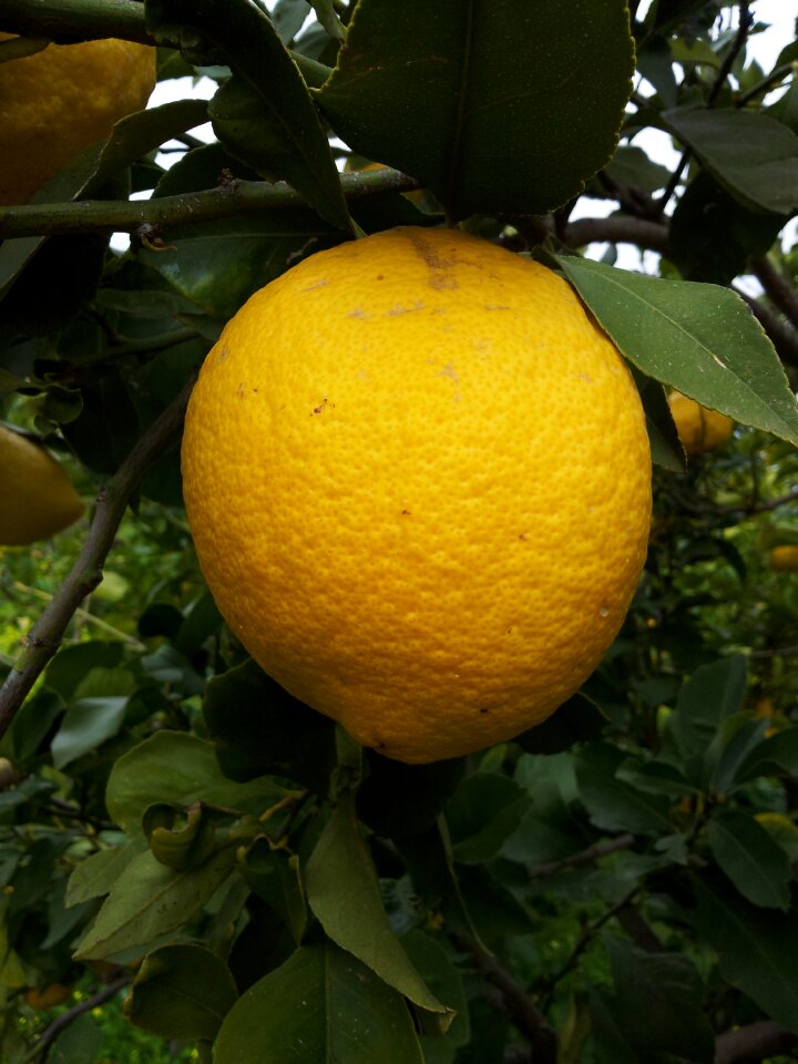 Tropical fruit citrus fruits vitamins