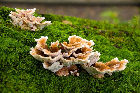 Agaric mushroom forest photo