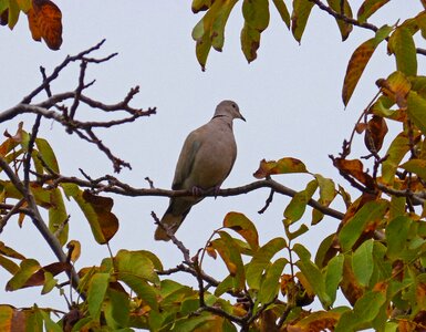 Bird branch tree photo