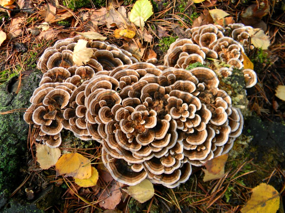 Hub nature bronze