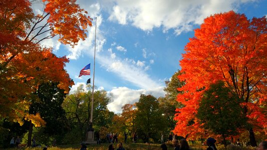 Tree new york city leaves photo