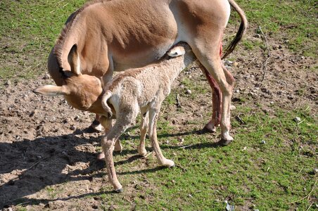 Wobbly hungry mother photo