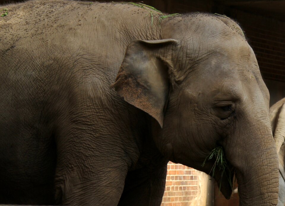 Zoo africa close up